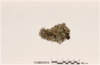 藏品(島衣屬)的圖片